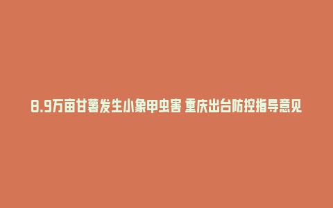 8.9万亩甘薯发生小象甲虫害 重庆出台防控指导意见_https://www.npxbk.com_商业_第1张